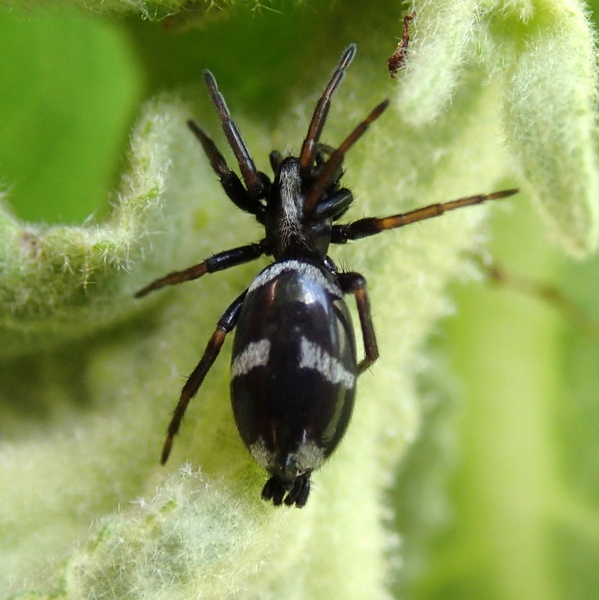 Aphantaulax sp. - Moriago della Battaglia (TV)